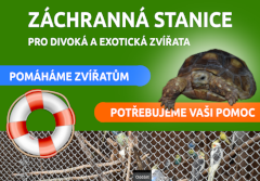 psychologická pomoc online v karanténě